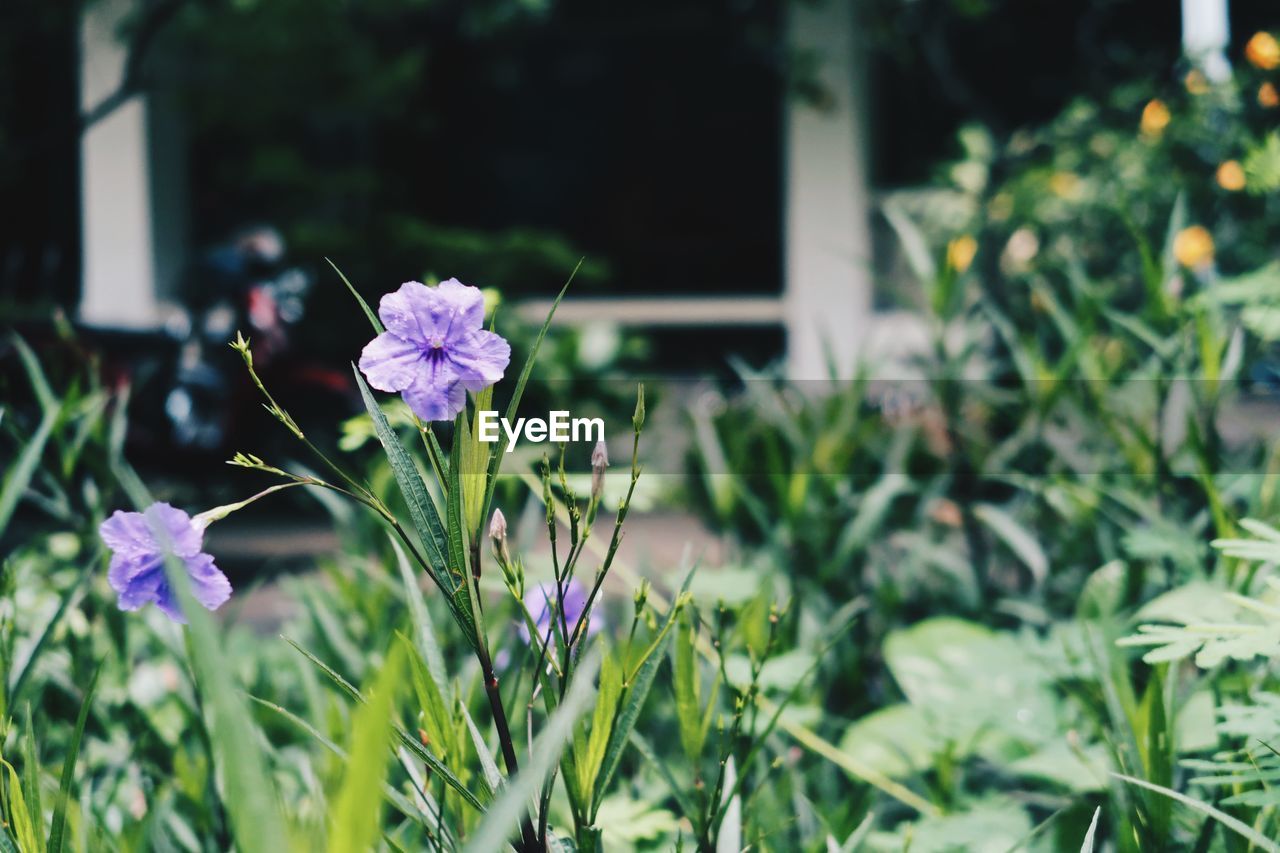 Close-up of purple flowering plants