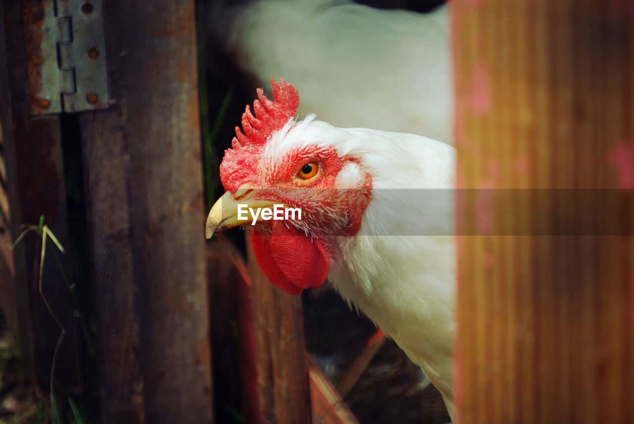 Close-up of a chicken