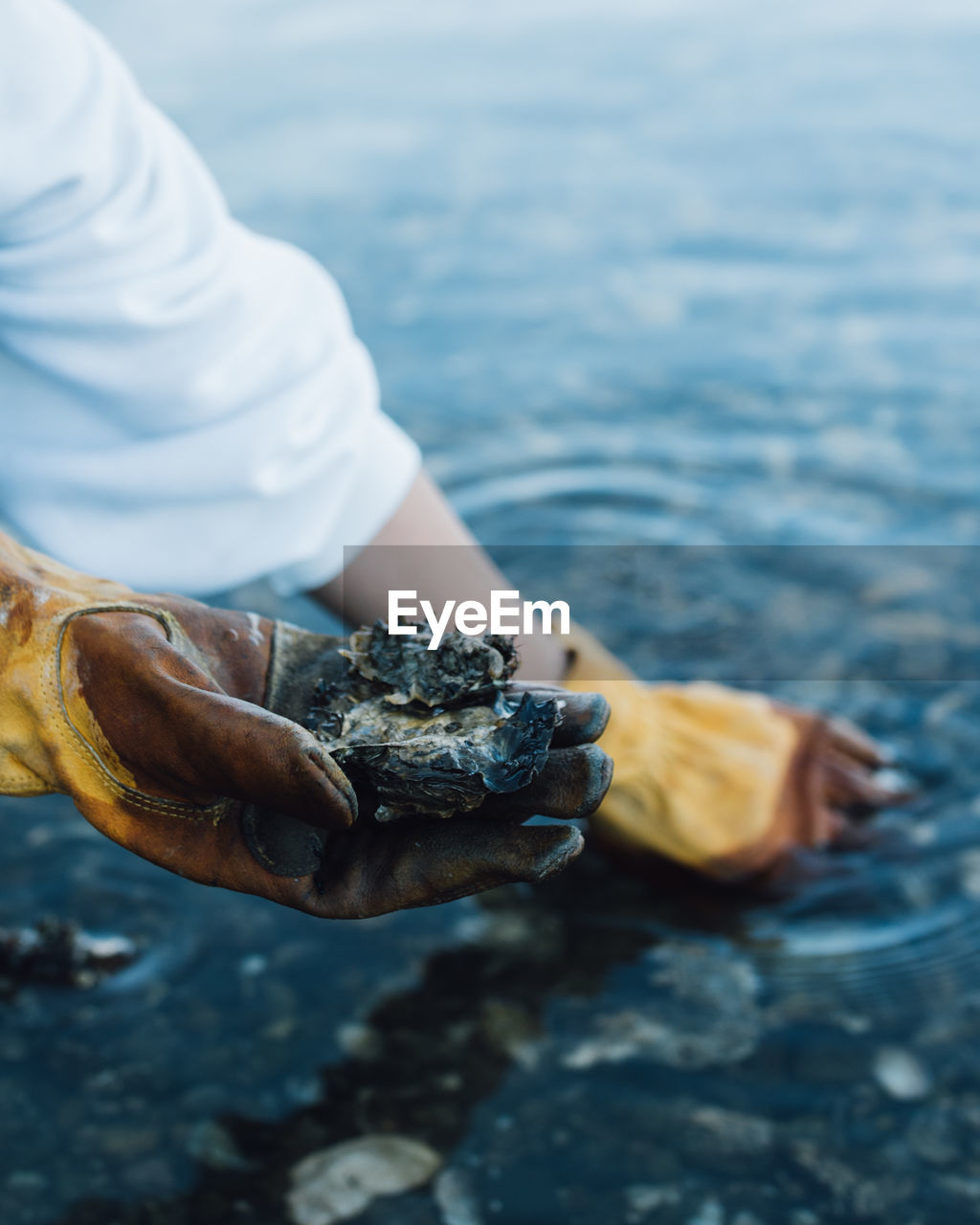 Woman on pacific northwest rocky beach picking oysters with rawhide gloves