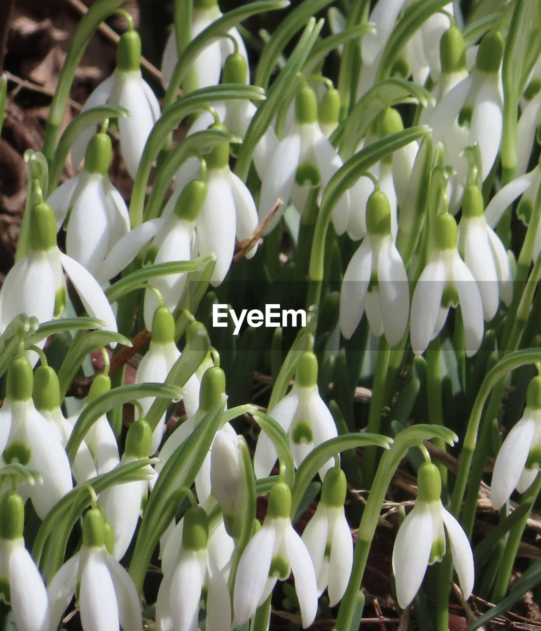 FULL FRAME SHOT OF WHITE FLOWERING PLANT