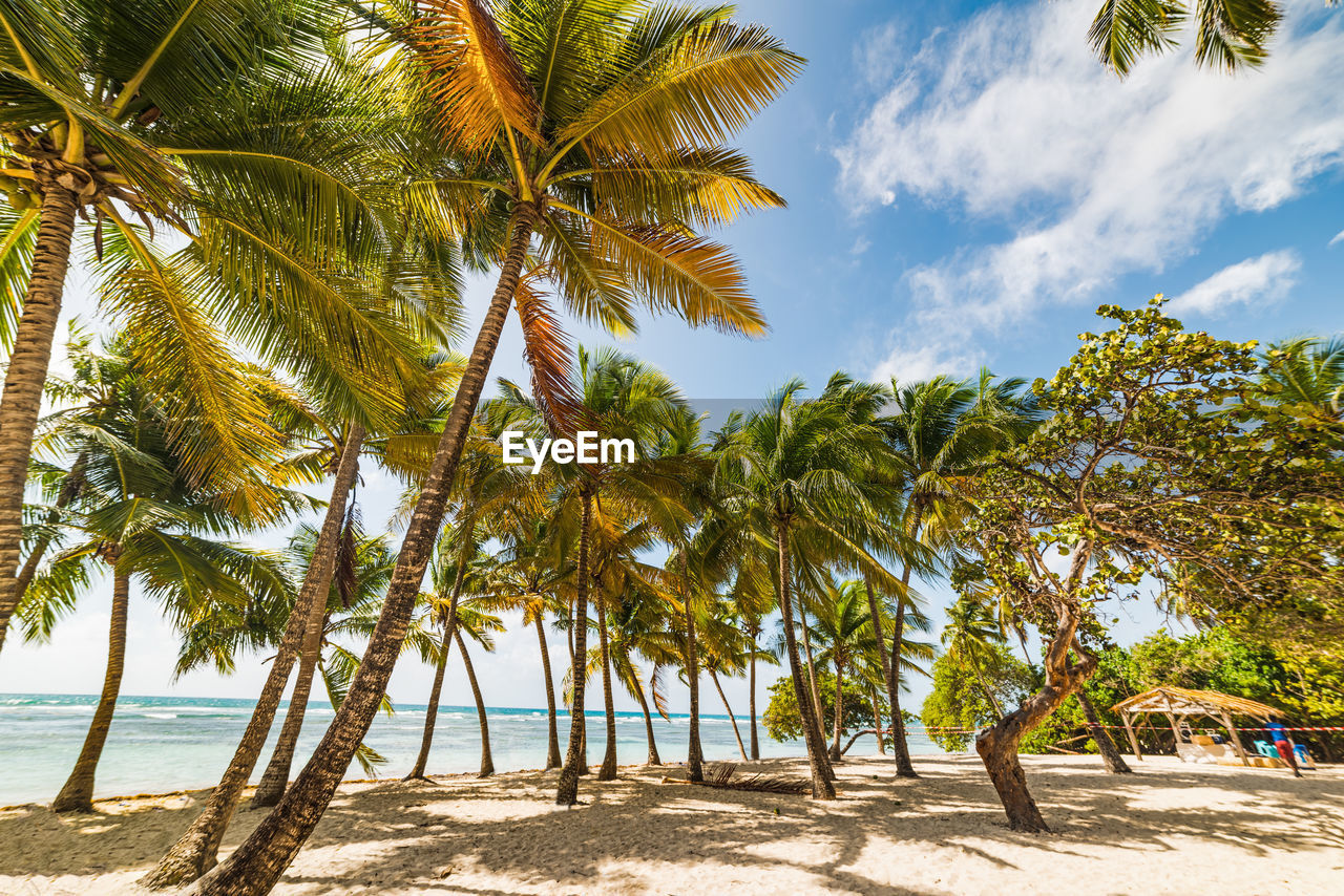 SCENIC VIEW OF PALM TREES ON BEACH AGAINST SKY