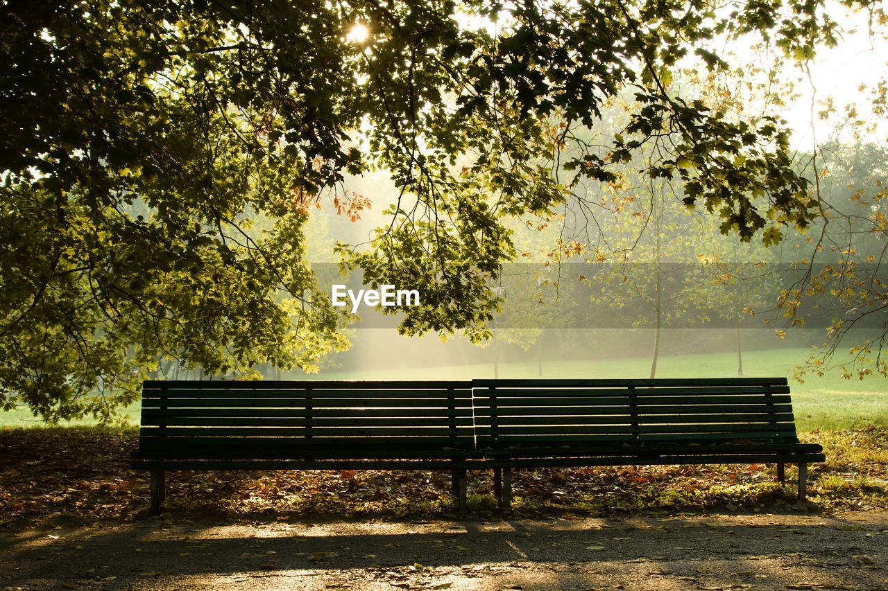 bench, tree, plant, seat, park bench, morning, nature, park, autumn, sunlight, park - man made space, empty, tranquility, beauty in nature, leaf, absence, tranquil scene, growth, no people, shadow, day, outdoors, relaxation, furniture, land, scenics - nature, grass, green, reflection, plant part, idyllic, field, branch