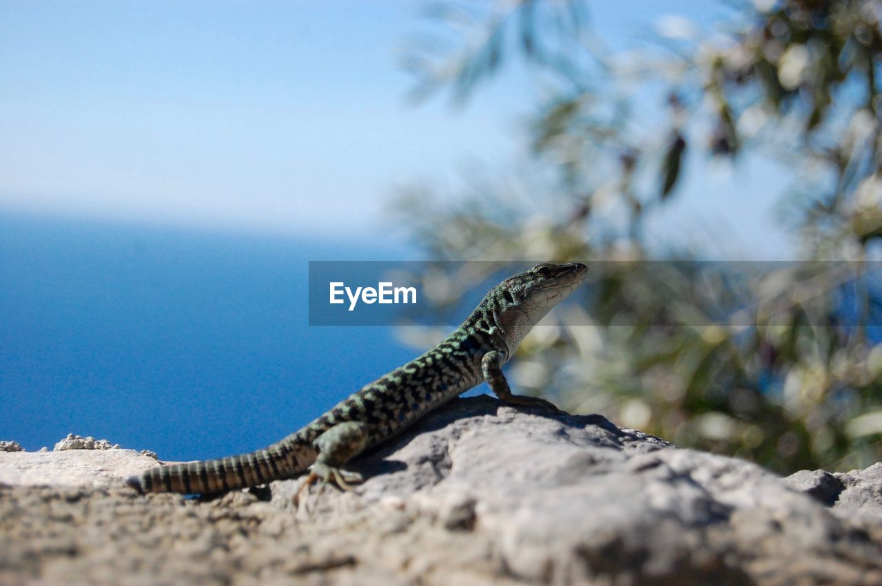 CLOSE-UP OF A LIZARD ON ROCK