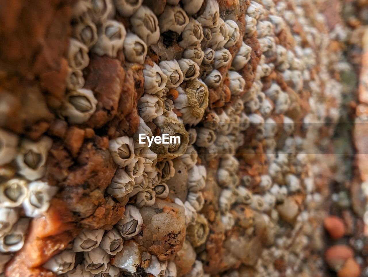 Barnacles on a beach rock 