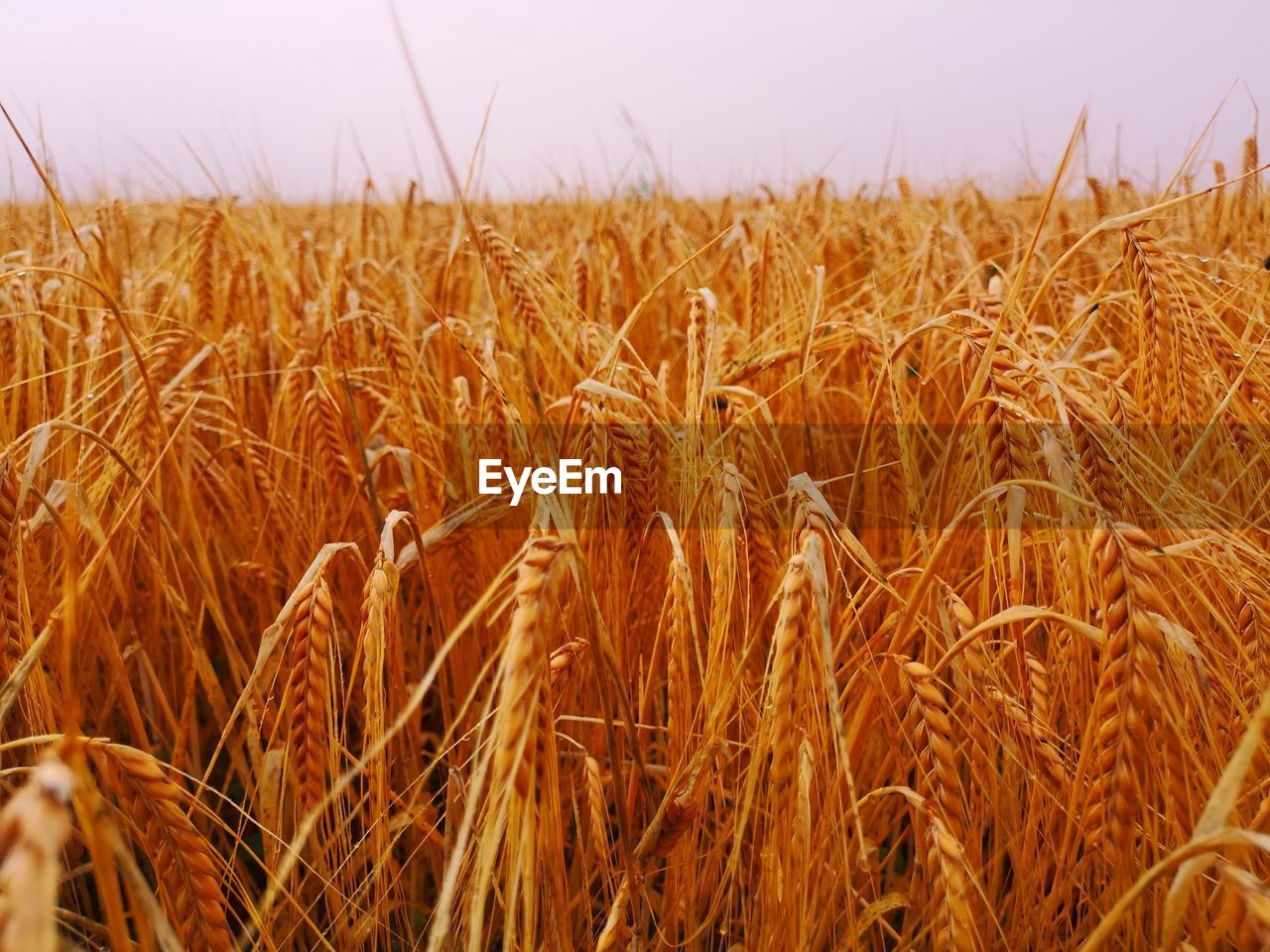 Close-up of wheat field against sky