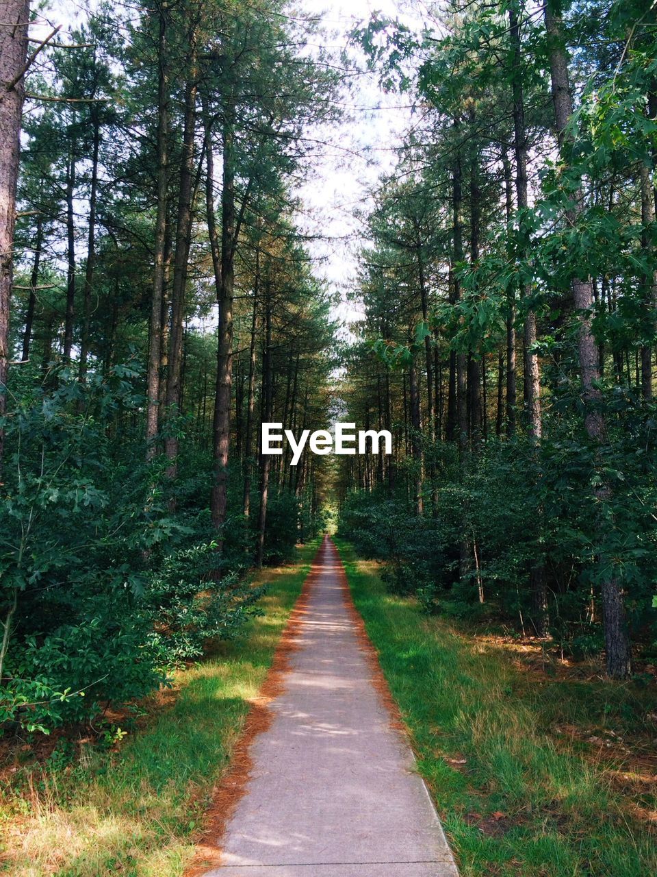 Pathway amidst trees in forest