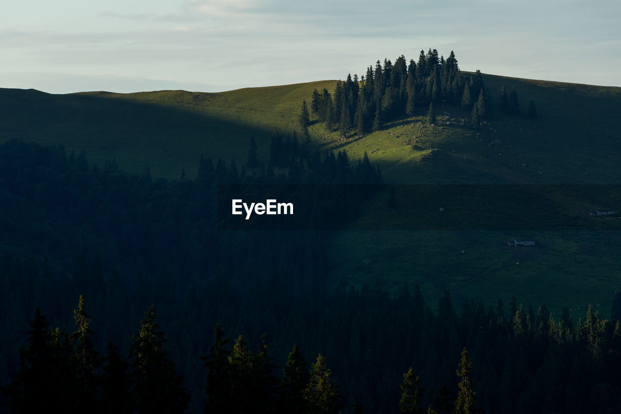 Scenic view of trees on mountain against sky in rodnei mountains 