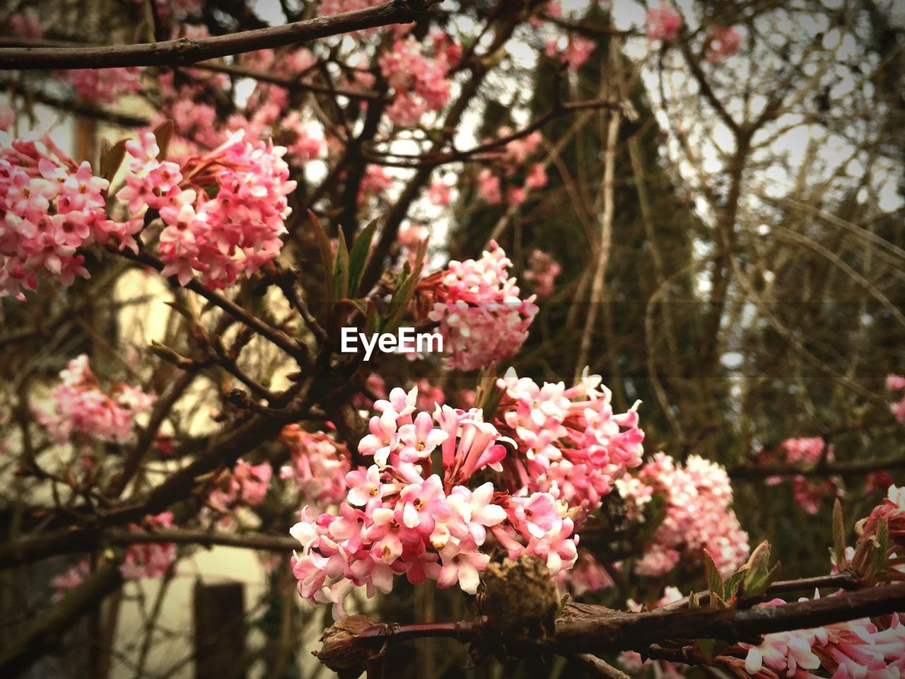 Close-up of pink flowers blooming on tree