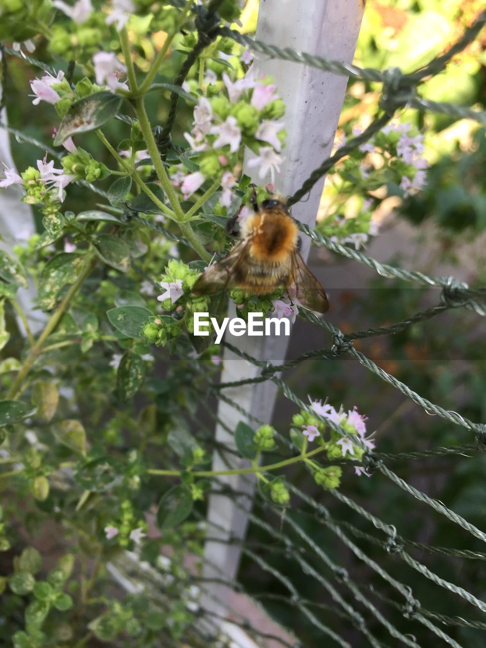 CLOSE-UP OF HONEY BEE PERCHING ON FLOWER