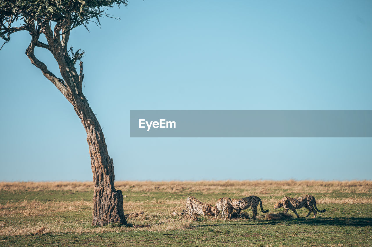 View of cheetah on field