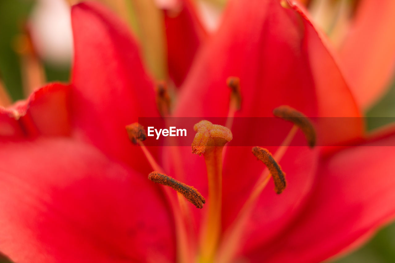 CLOSE-UP OF RED FLOWERS