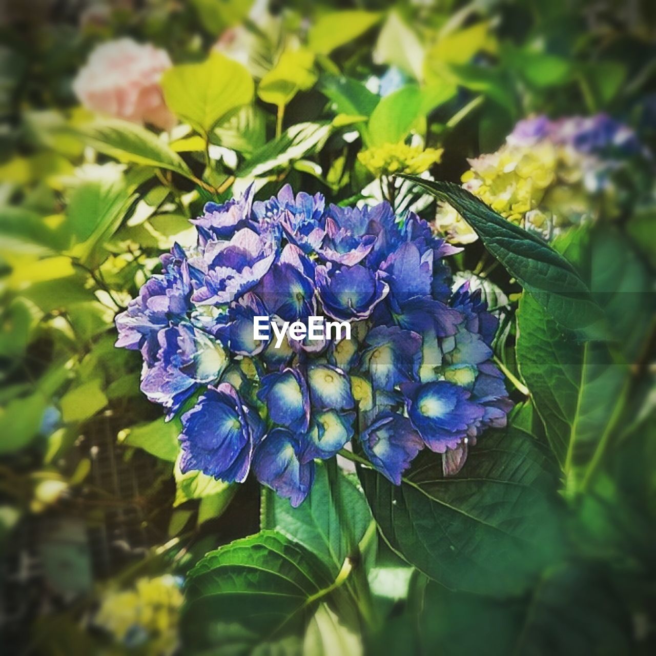 CLOSE-UP OF PURPLE FLOWERS GROWING ON PLANT