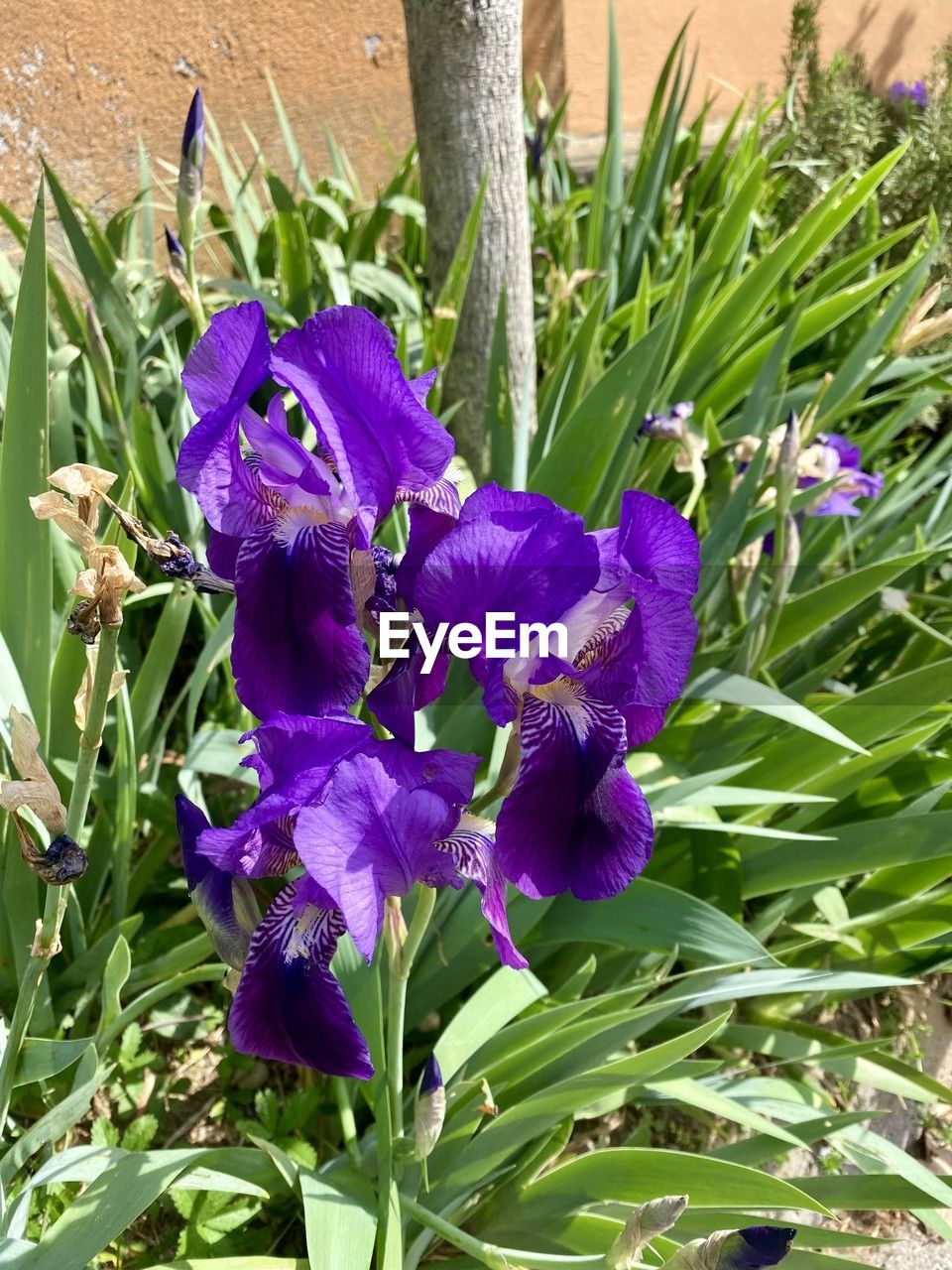 plant, flower, flowering plant, growth, iris, freshness, beauty in nature, purple, fragility, nature, petal, close-up, plant part, inflorescence, leaf, day, flower head, no people, green, outdoors, botany, blossom, field, springtime, land