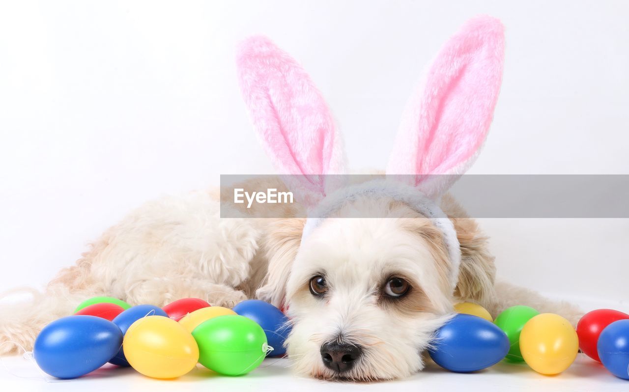 Portrait of dog with colorful easter eggs against white background