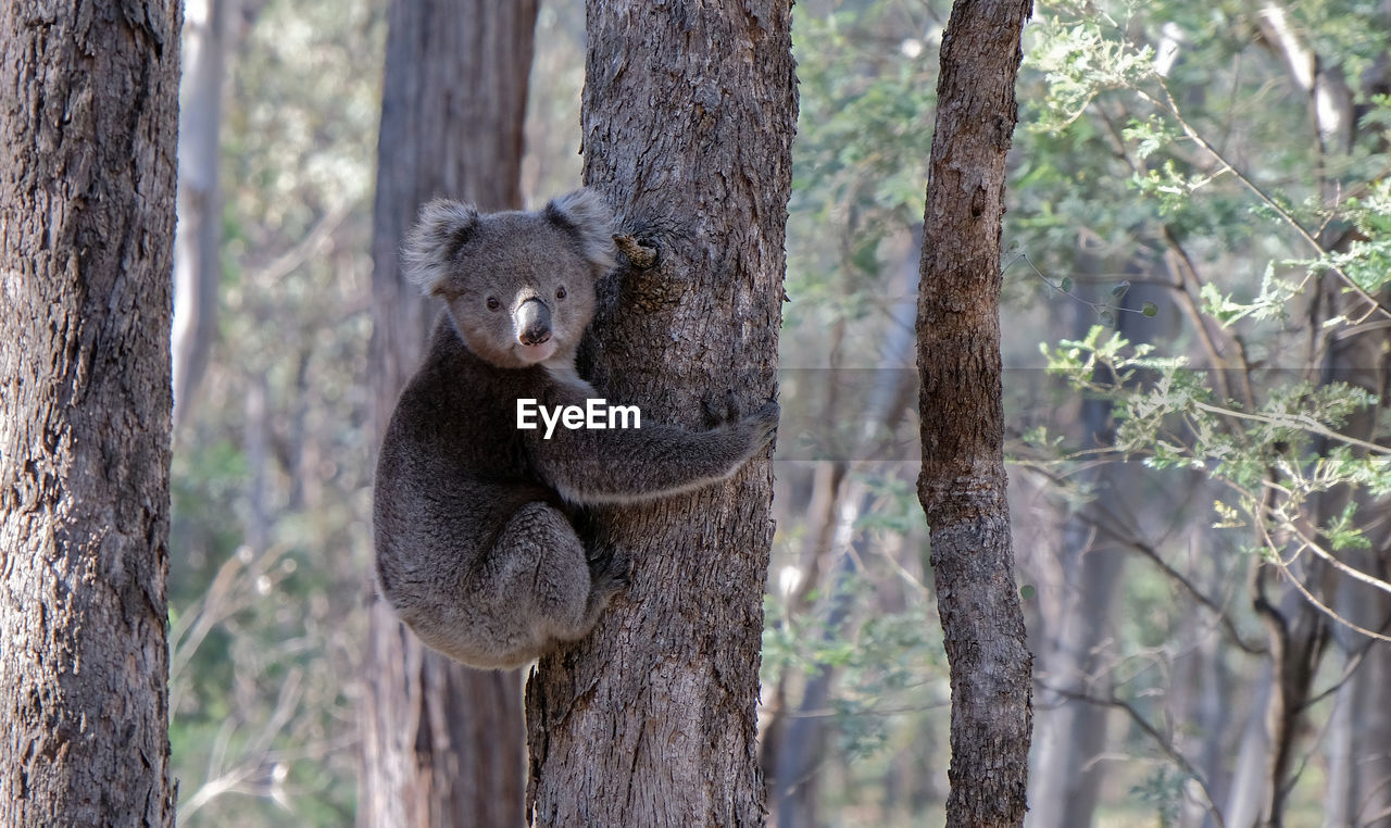 Portrait of an australian koala animal clinging to tree trunk in forest