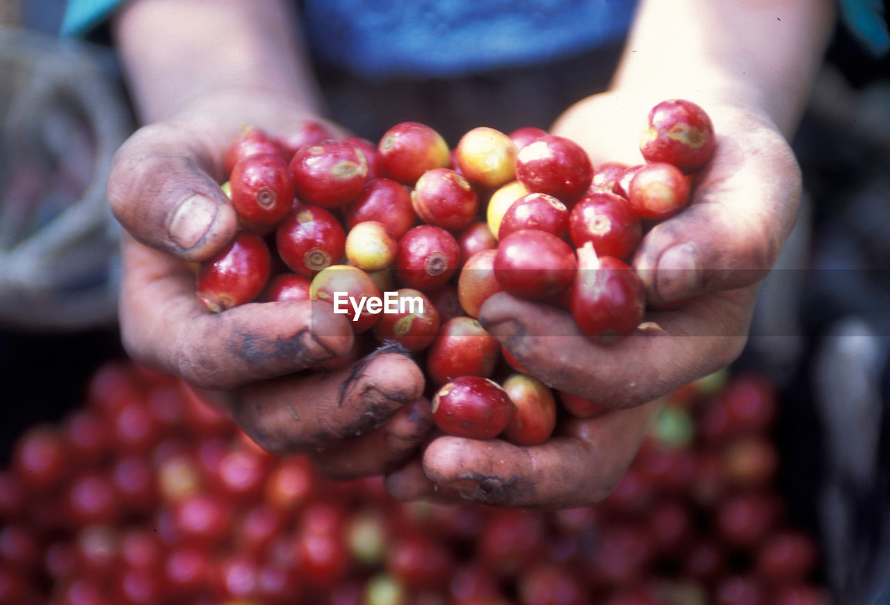 Cropped hand of person holding cherries