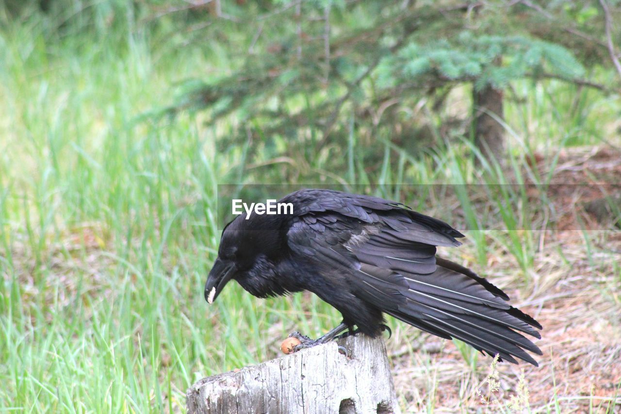 BIRD PERCHING ON A GRASS