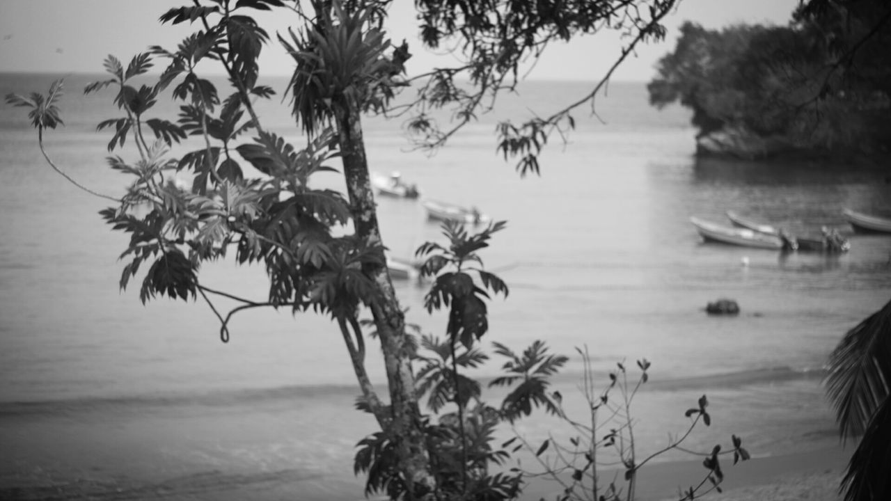 PLANTS AGAINST SEA AND TREES