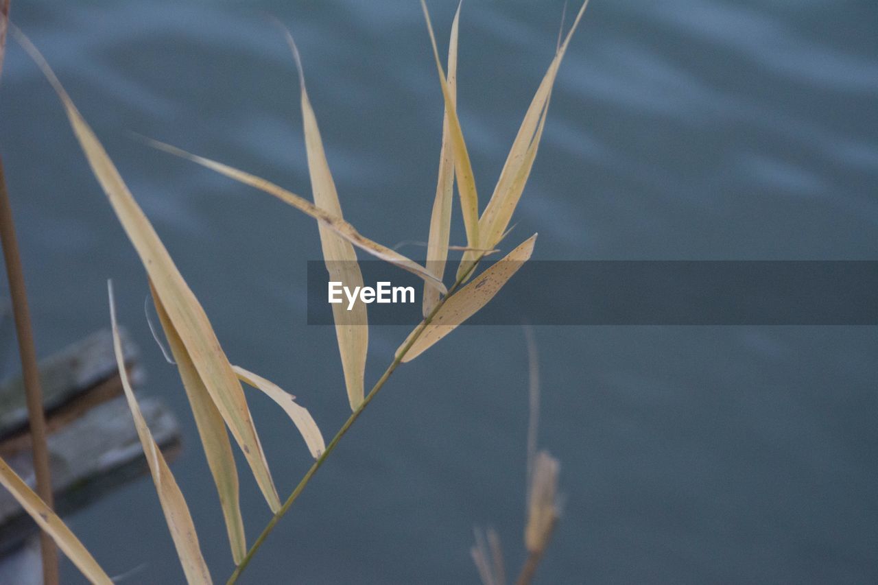 Close-up of plant by lake