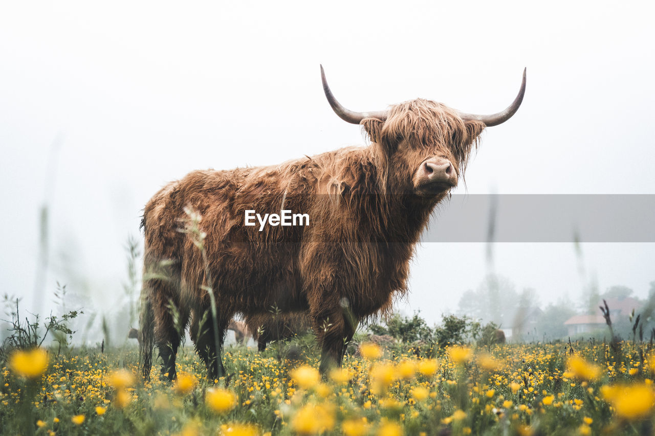 Highland cattle on a misty and foggy day