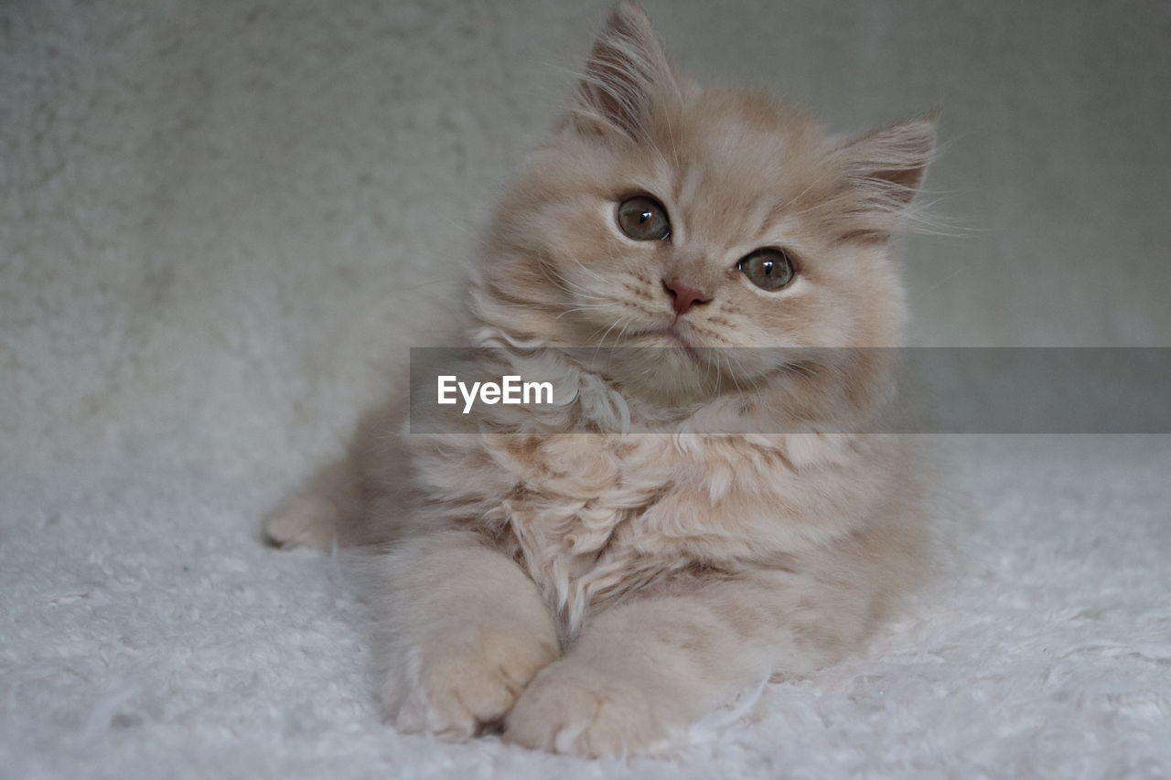 PORTRAIT OF WHITE CAT WITH EYES CLOSED