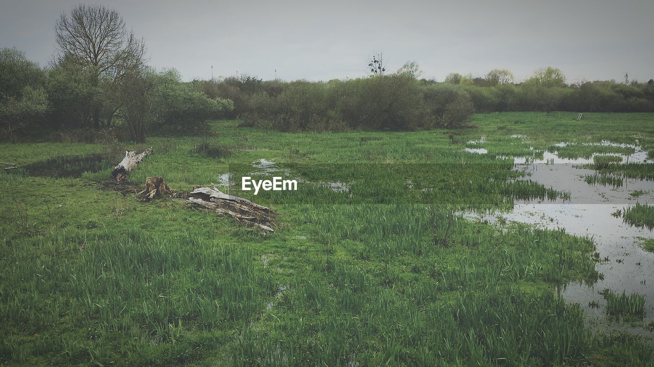 Trees on grassy field