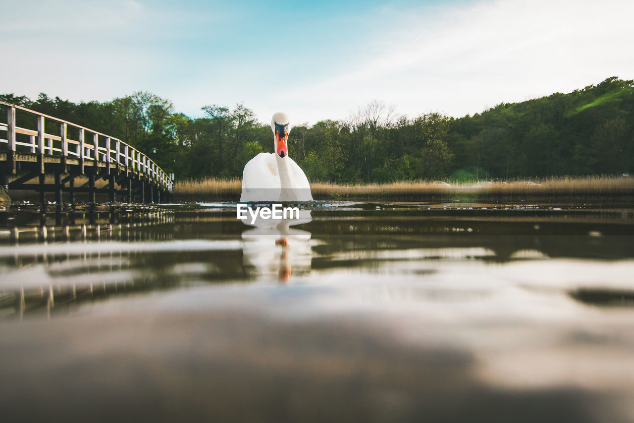 Swan reflecting in the water and swimming towards camera