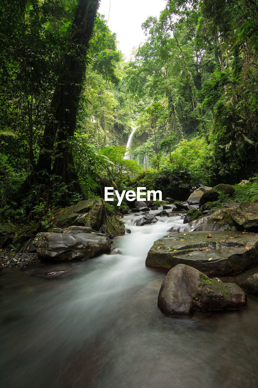 Scenic view of waterfall in forest