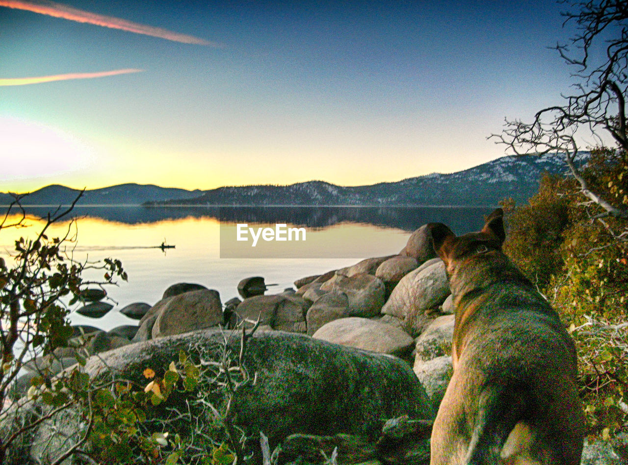 Rear view of dog on rocks by lake against sky during sunset