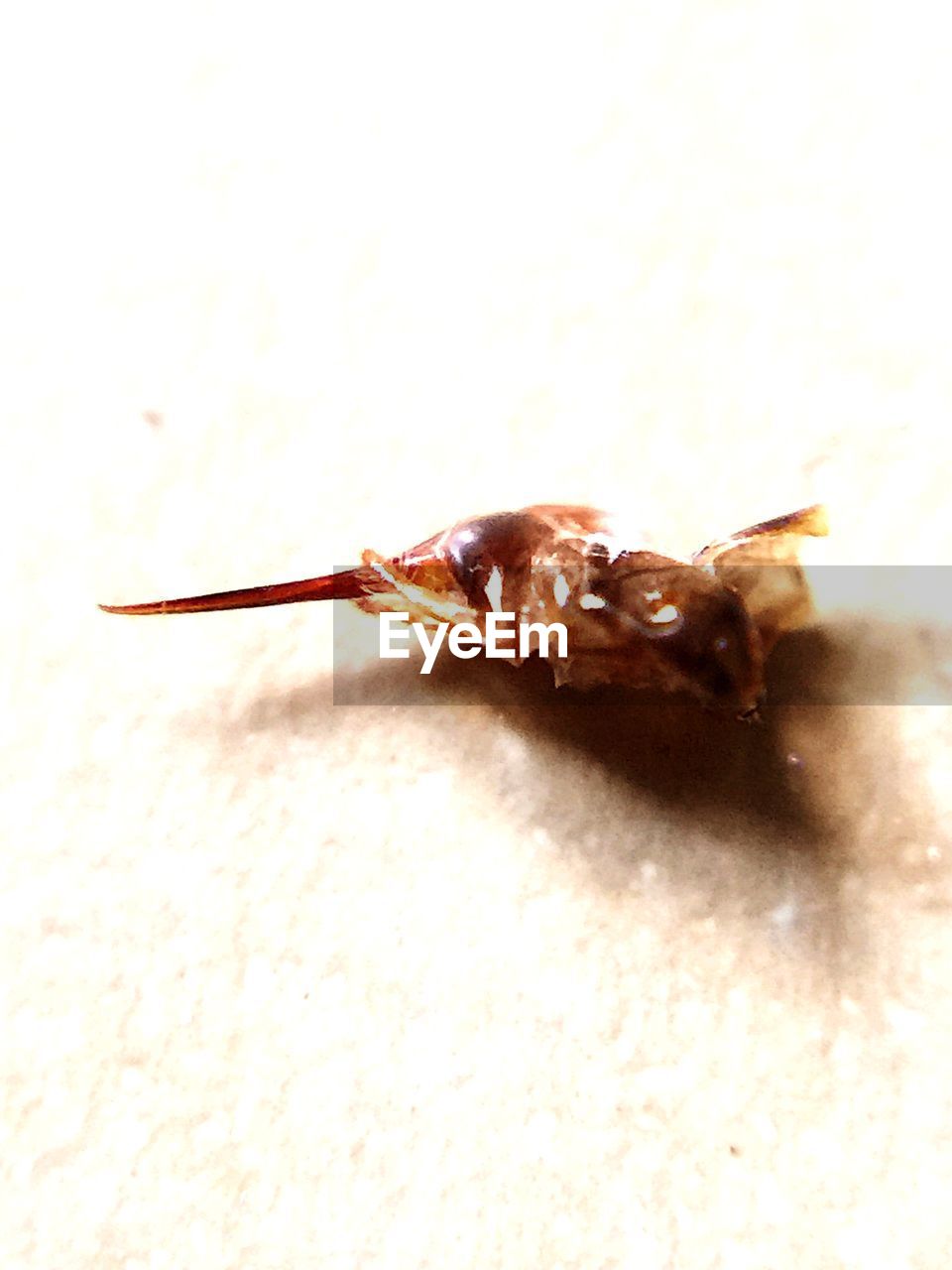 Macro shot of dead insect against white background