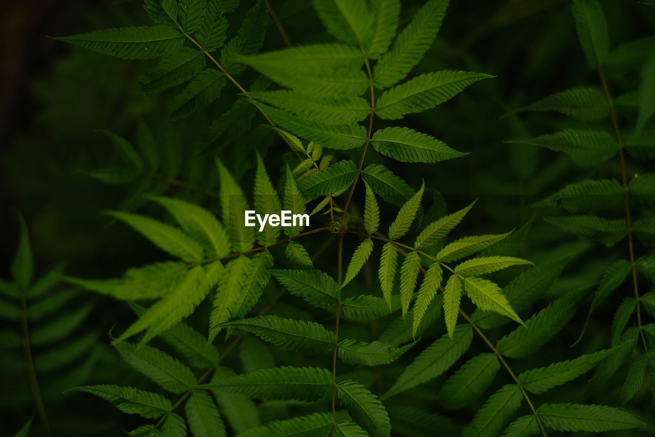 green, leaf, plant, plant part, flower, nature, growth, healthcare and medicine, no people, herb, beauty in nature, food and drink, close-up, tree, food, medicine, outdoors, social issues, shrub, cannabis plant, cannabis, alternative medicine, foliage, plant stem, narcotic