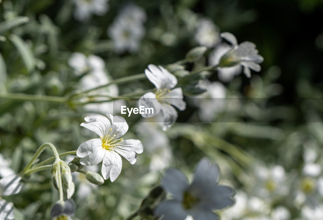 CLOSE-UP OF WHITE FLOWERS