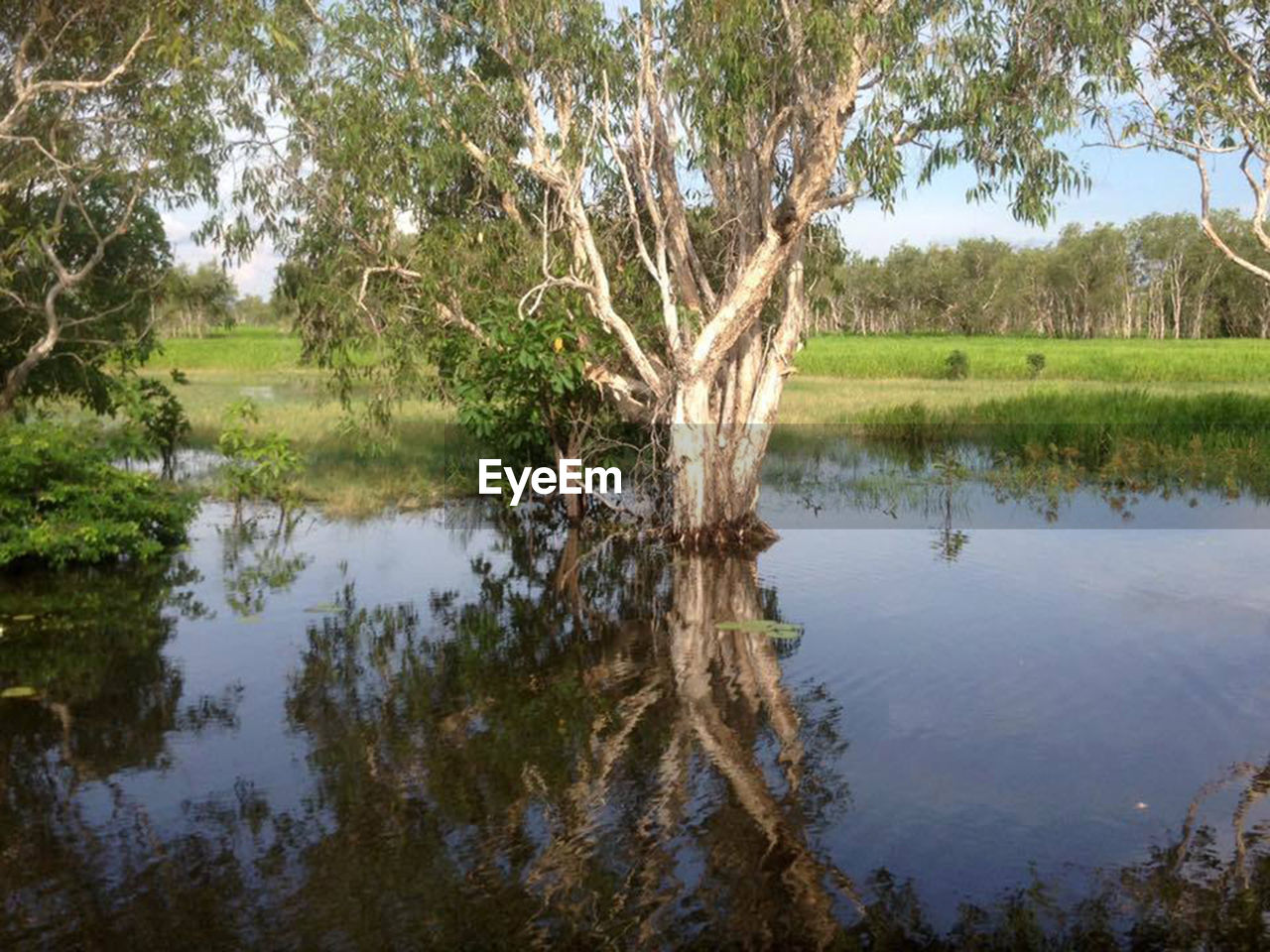 REFLECTION OF TREE IN LAKE