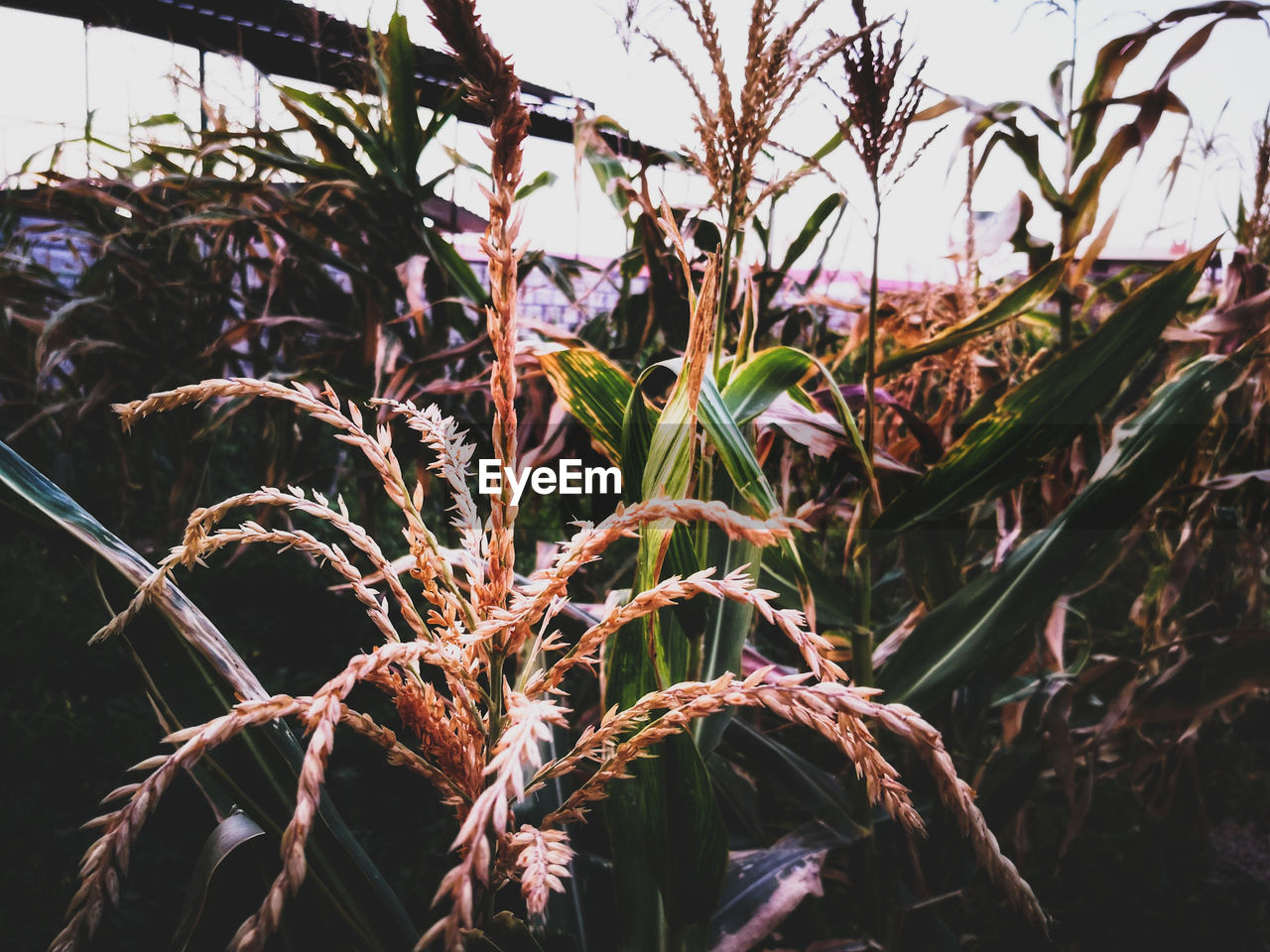 CLOSE-UP OF PLANTS