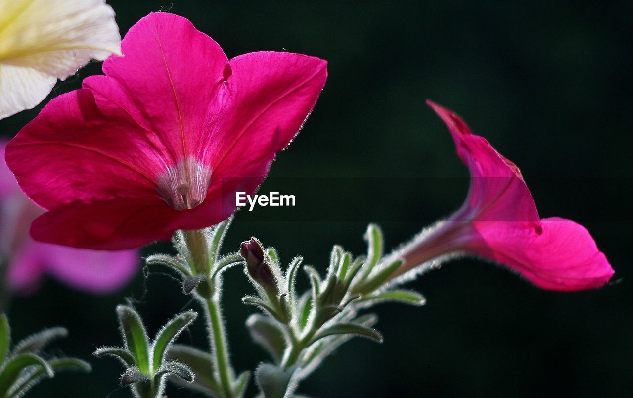 CLOSE-UP OF FLOWER BLOOMING