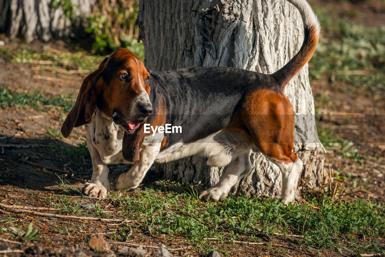 Full length of dog by tree on field