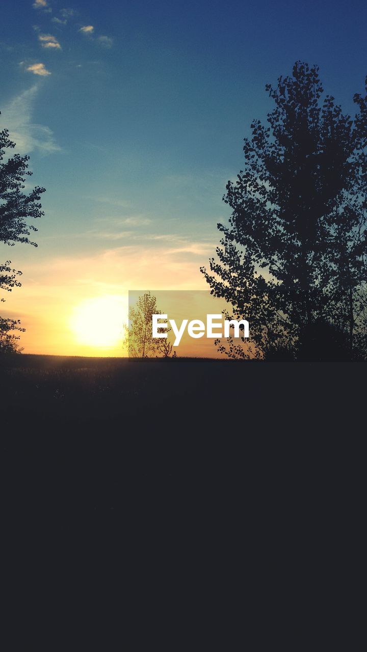 SILHOUETTE OF TREE AT SUNSET