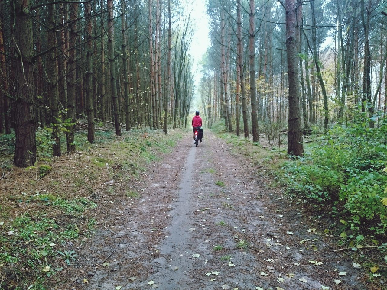 Rear view of man riding bicycle on dirt road amidst trees