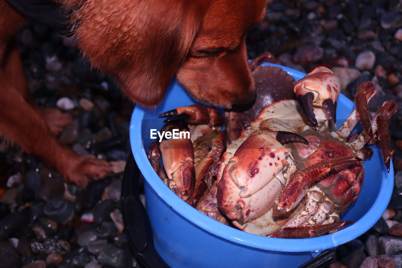 Close-up of dog sniffing crabs in a bucket