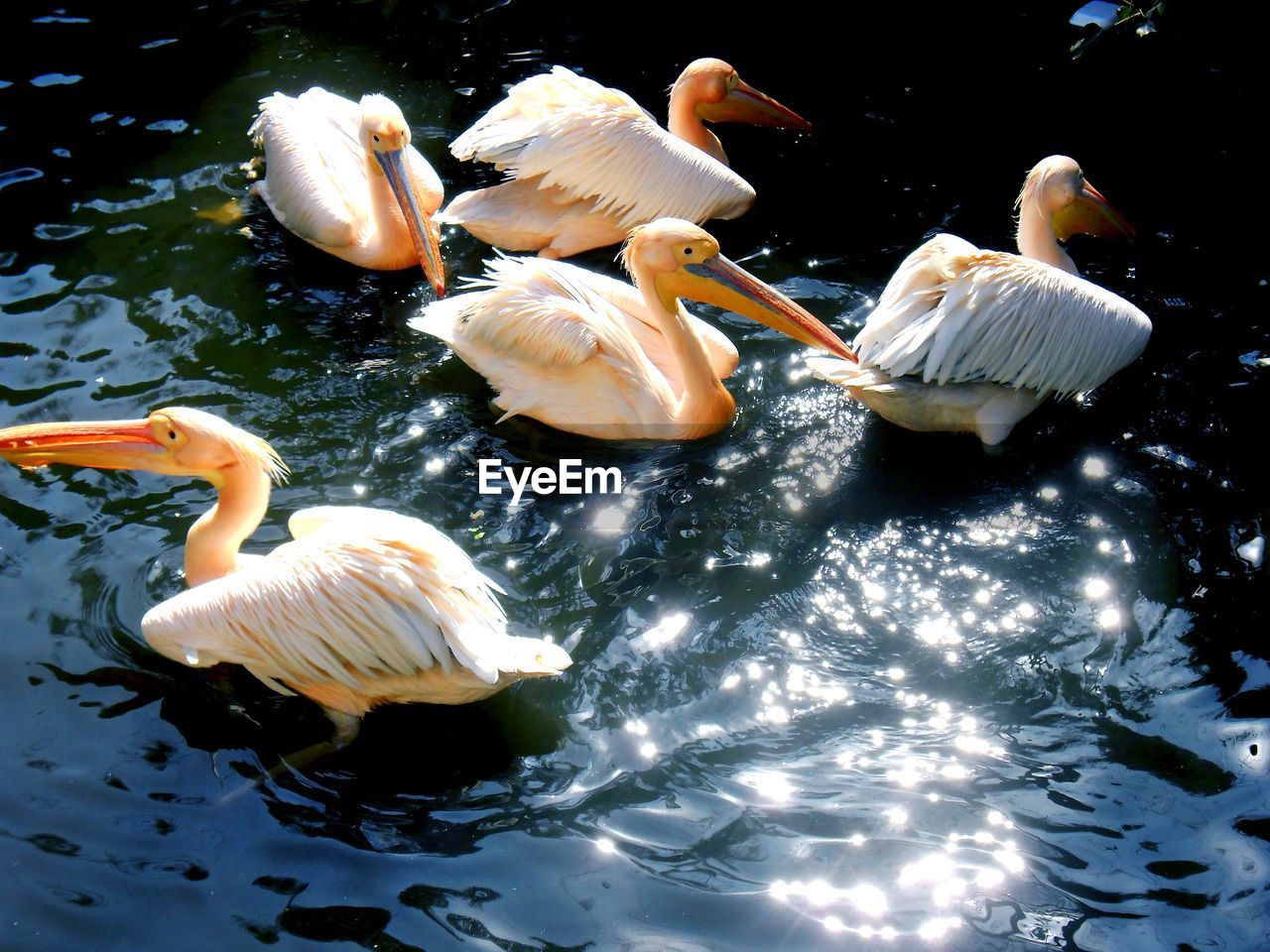 White pelicans in lake