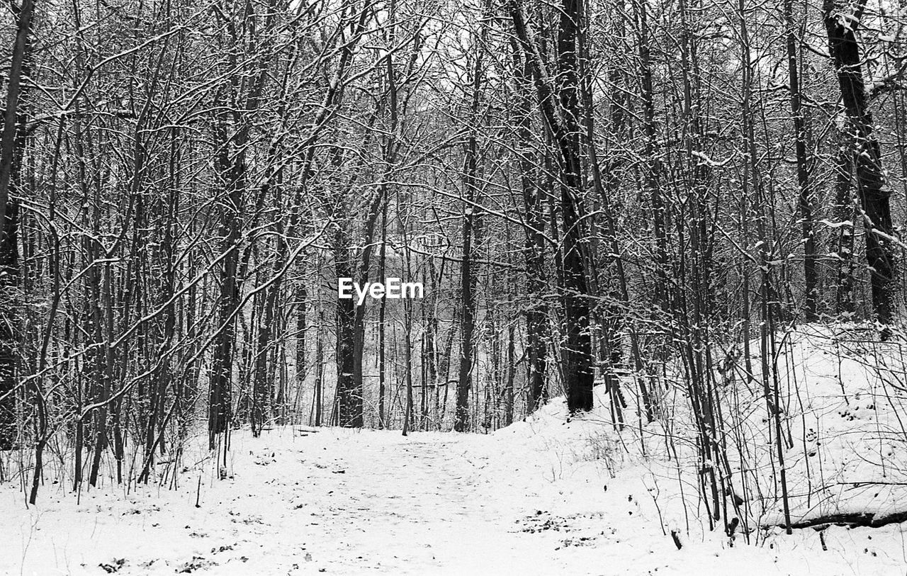 BARE TREES IN FOREST DURING WINTER SEASON