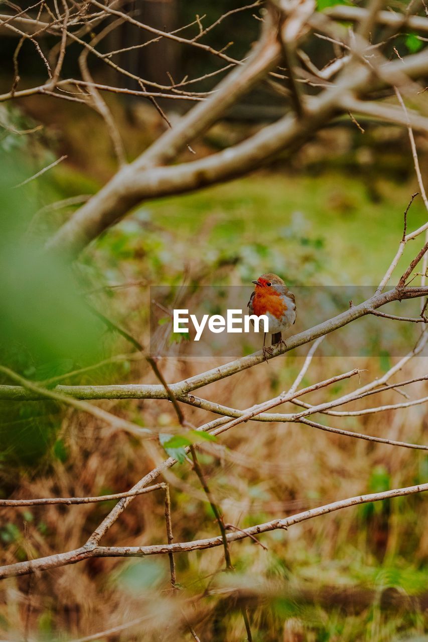 bird perching on branch