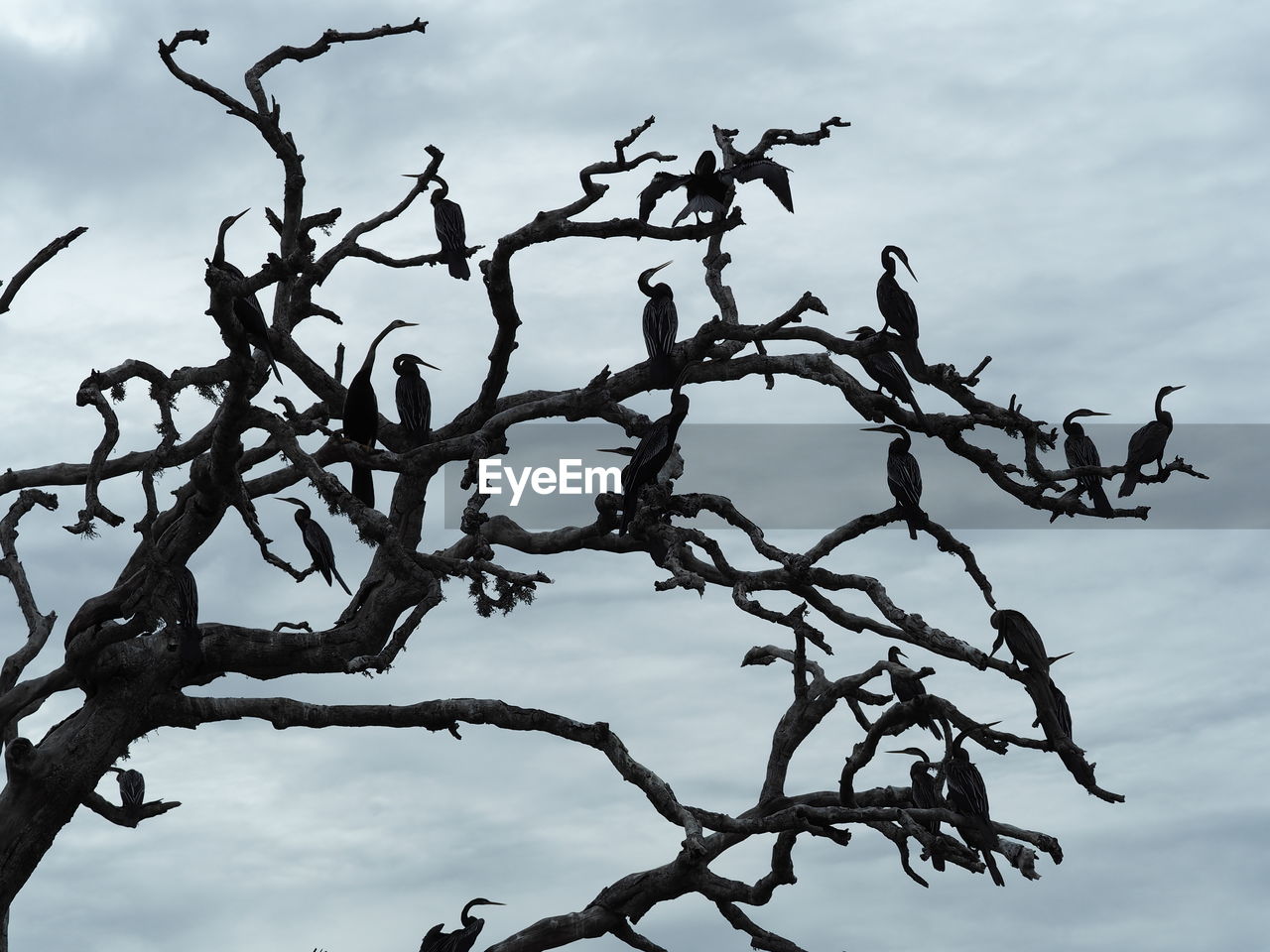 LOW ANGLE VIEW OF TREE AGAINST SKY