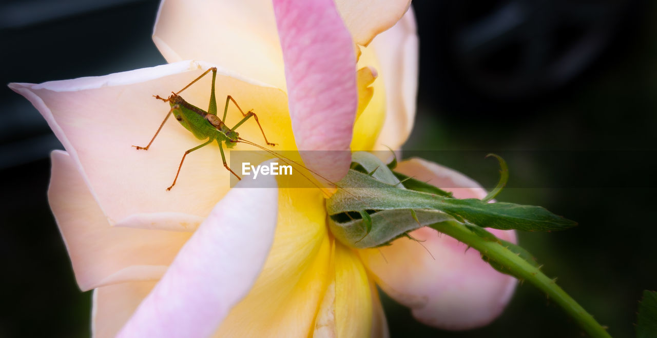 CLOSE-UP OF GRASSHOPPER ON FLOWER