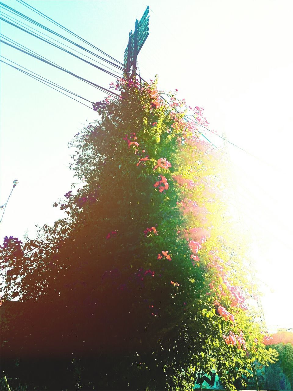 LOW ANGLE VIEW OF TREE AGAINST CLEAR SKY