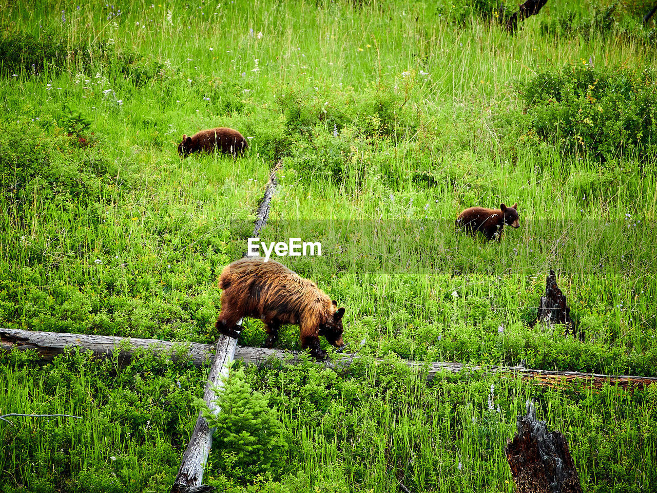 Female bear with cubs foraging of food at yellowstone national park.