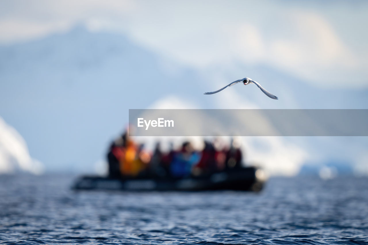 Antarctic tern flies over ocean by boat