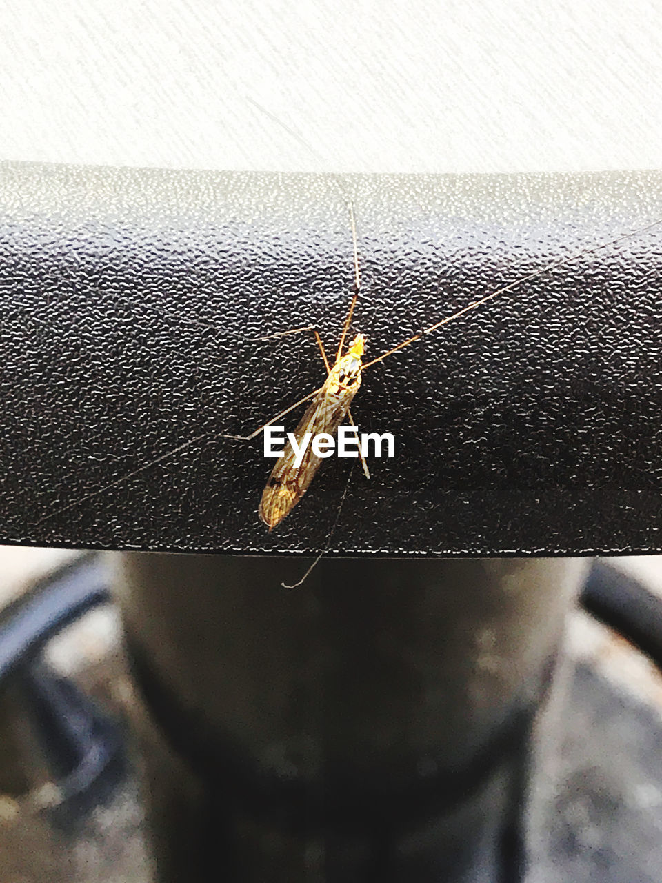 CLOSE-UP OF CATERPILLAR ON METAL