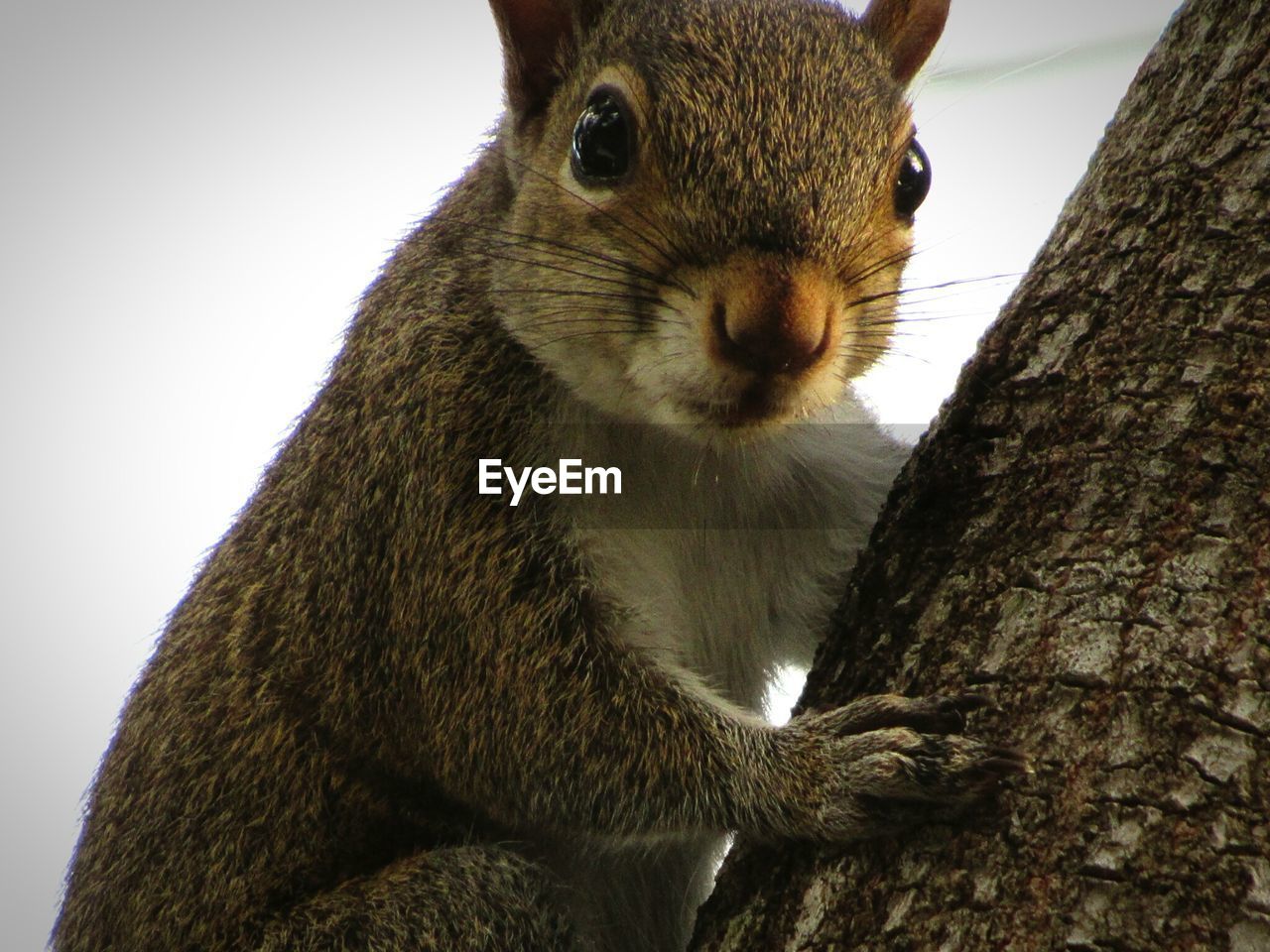 CLOSE-UP PORTRAIT OF SQUIRREL