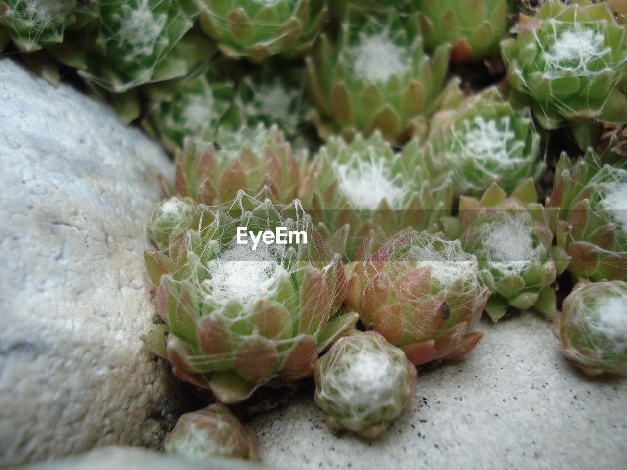 High angle view of prickly pear cactus